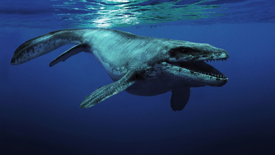 The Magnificent Mosasaurus