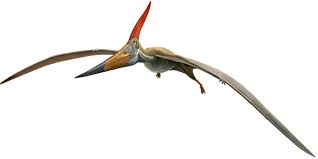 The Phenomenal Pteranodon