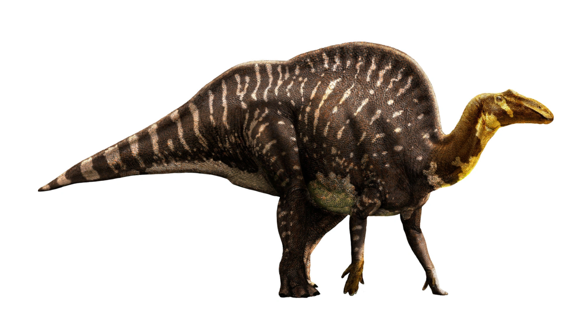 The Outstanding Ouranosaurus