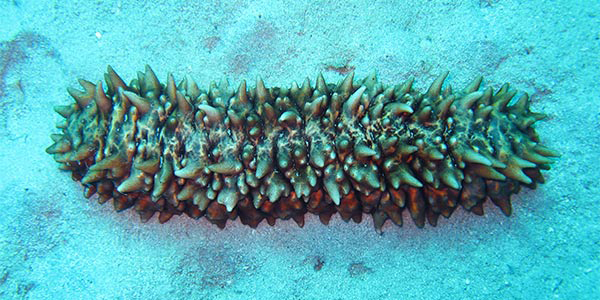 The Sea Cucumber
Borrowed from the National Wildlife Foundation website
https://www.nwf.org/Educational-Resources/Wildlife-Guide/Invertebrates/Sea-Cucumbers