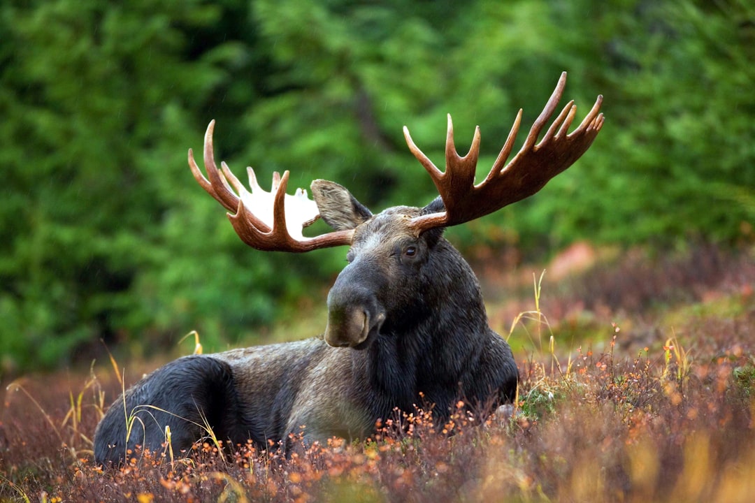 Fuzzy Horns and a Huge Snout